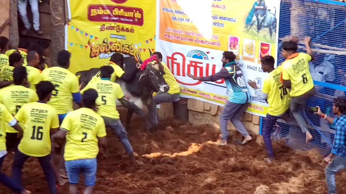 புனித உத்திரியமாதா ஆலய திருவிழாவில் சீறிப்பாய்ந்த ஜல்லிக்கட்டு காளைகள்