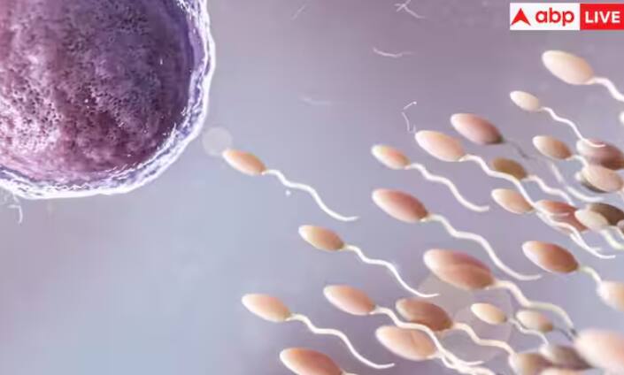 ਮਰਦਾਂ ਵਿੱਚ ਸਪਰਮ ਕਾਊਂਟ ਲਗਾਤਾਰ ਘੱਟ ਹੋ ਰਹੇ ਹਨ। ਜਦੋਂ ਇਹ ਕਿਸੇ ਆਦਮੀ ਨਾਲ ਇਦਾਂ ਹੁੰਦਾ ਹੈ, ਤਾਂ ਇਸ ਦੇ ਲੱਛਣ ਸਰੀਰ 'ਤੇ ਨਜ਼ਰ ਆਉਂਦੇ ਹਨ। ਅੱਜਕੱਲ੍ਹ ਮਾੜੀਆਂ ਖਾਣ-ਪੀਣ ਦੀਆਂ ਆਦਤਾਂ ਅਤੇ ਜੀਵਨ ਸ਼ੈਲੀ ਦੇ ਕਰਕੇ ਬਾਂਝਪਨ ਦੀ ਸਮੱਸਿਆ ਮਰਦਾਂ ਅਤੇ ਔਰਤਾਂ ਦੋਵਾਂ ਵਿੱਚ ਹੋ ਰਹੀ ਹੈ। ਇਹੀ ਕਾਰਨ ਹੈ ਕਿ ਕਪਲਸ ਮਾਪੇ ਬਣਨ ਦੀ ਖੁਸ਼ੀ ਦਾ ਆਨੰਦ ਨਹੀਂ ਲੈ ਪਾਉਂਦੇ ਹਨ। ਅੱਜਕੱਲ੍ਹ ਮਰਦਾਂ ਵਿੱਚ ਬਾਂਝਪਨ ਦੀ ਸਮੱਸਿਆ ਗੰਭੀਰ ਹੁੰਦੀ ਜਾ ਰਹੀ ਹੈ। ਮਰਦਾਂ ਵਿੱਚ ਸ਼ੁਕਰਾਣੂਆਂ ਦੀ ਗਿਣਤੀ ਘੱਟ ਹੁੰਦੀ ਹੈ ਜਾਂ ਸ਼ੁਕਰਾਣੂਆਂ ਦੀ ਕਮੀਂ ਹੁੰਦੀ ਹੈ। ਇੱਕ ਖੋਜ ਵਿੱਚ ਇਸ ਬਾਰੇ ਇੱਕ ਹੈਰਾਨ ਕਰਨ ਵਾਲੀ ਗੱਲ ਵੀ ਸਾਹਮਣੇ ਆਈ ਹੈ। 'ਹਿਊਮਨ ਰੀਪ੍ਰੋਡਕਸ਼ਨ ਅਪਡੇਟ' ਜਰਨਲ ਦੀ ਇੱਕ ਰਿਪੋਰਟ ਦੇ ਅਨੁਸਾਰ, ਪਿਛਲੇ 45 ਸਾਲਾਂ ਵਿੱਚ ਮਰਦਾਂ ਦੇ ਸ਼ੁਕਰਾਣੂਆਂ ਦੀ ਗਿਣਤੀ ਅੱਧੇ ਤੋਂ ਵੱਧ ਘੱਟ ਗਈ ਹੈ।