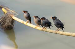 হুড়মুড়িয়ে পড়ল পারদ ! কলকাতায় ২ রাতে নামল ৭ ডিগ্রি, কেমন থাকবে রবিবারের আবহাওয়া?