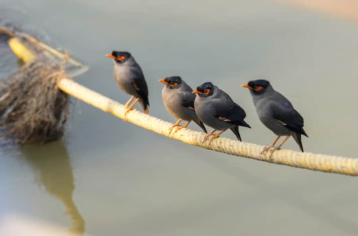 শীত চলেই গেল। অনেকেই হায়হায় করছিলেন। ফেব্রুয়ারির শুরুতেই ফাঁকি দল শীত!