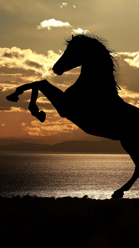 Discover Animals That Start With The Letter 'H'