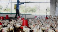 Nagpur Bird Flu: नागपूरमध्ये बर्ड फ्लूचा धोका, पालिकेच्या सर्व्हेला सुरुवात