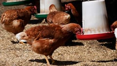 Nagpur Bird Flu: नागपूरमध्ये बर्ड फ्लूचा धोका, पालिकेच्या सर्व्हेला सुरुवात