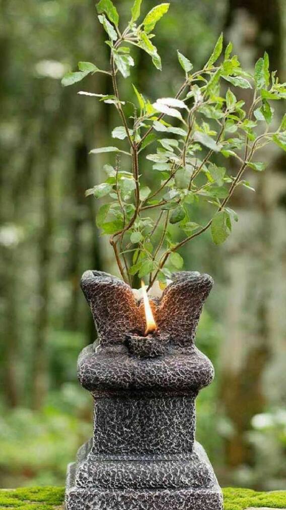 રવિવારના દિવસે તુલસી ખરીદવી શુભ કે અશુભ ? જાણો