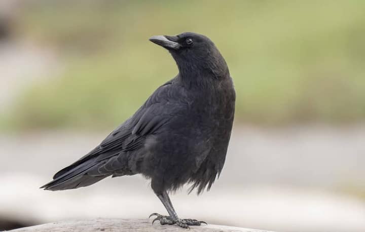 (टीप : वरील सर्व बाबी एबीपी माझा केवळ माहिती म्हणून वाचक-प्रेक्षकांपर्यंत पोहोचवत आहे. यातून एबीपी माझा कोणताही दावा करत नाही.)