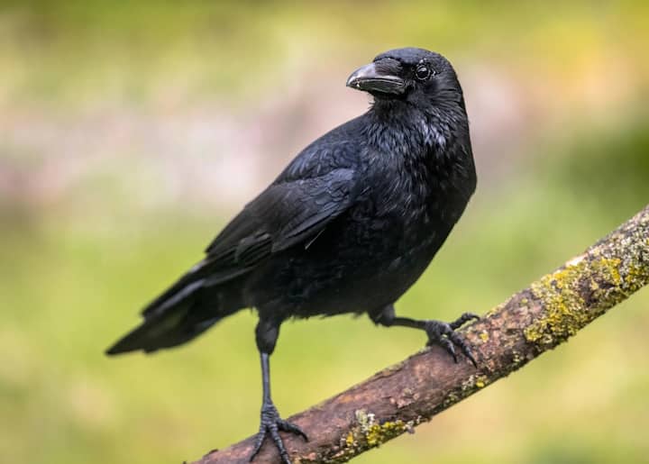 ज्योतिष शास्त्रानुसार, घरासमोर कावळ्याचं काव काव करणं अनेक संस्कृतीमध्ये शुभ मानलं जातं. मात्र, कावळ्याच्या काव-काव करण्याचा वेगवेगळा अर्थ काढला जातो.