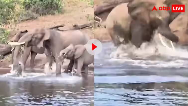 crocodile-attacked-elephant-come-to-river-to-drink-water-after-which-elephant-counter-attacked-goes-viral Trending Video: નદીમાં પાણી પીતા હાથી પર મગરે કર્યો હુમલો! પછી ગજરાજે બતાવ્યો પોતાની તાકાતનો પરચો, જુઓ વીડિયો