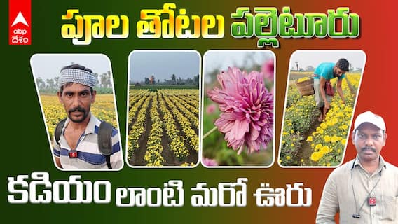 Baduguvani Lanka Nurseries | గోదావరి తీరంలో ఈ ఊరి పూలతోటల అందాలు చూశారా | ABP Desam
