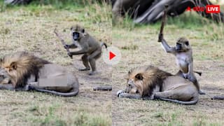 सोते शेर पर बंदर ने किया हमला! गुस्सा हुए जंगली राजा ने यूं लगाई अक्ल ठिकाने, देखें मजेदार वीडियो
