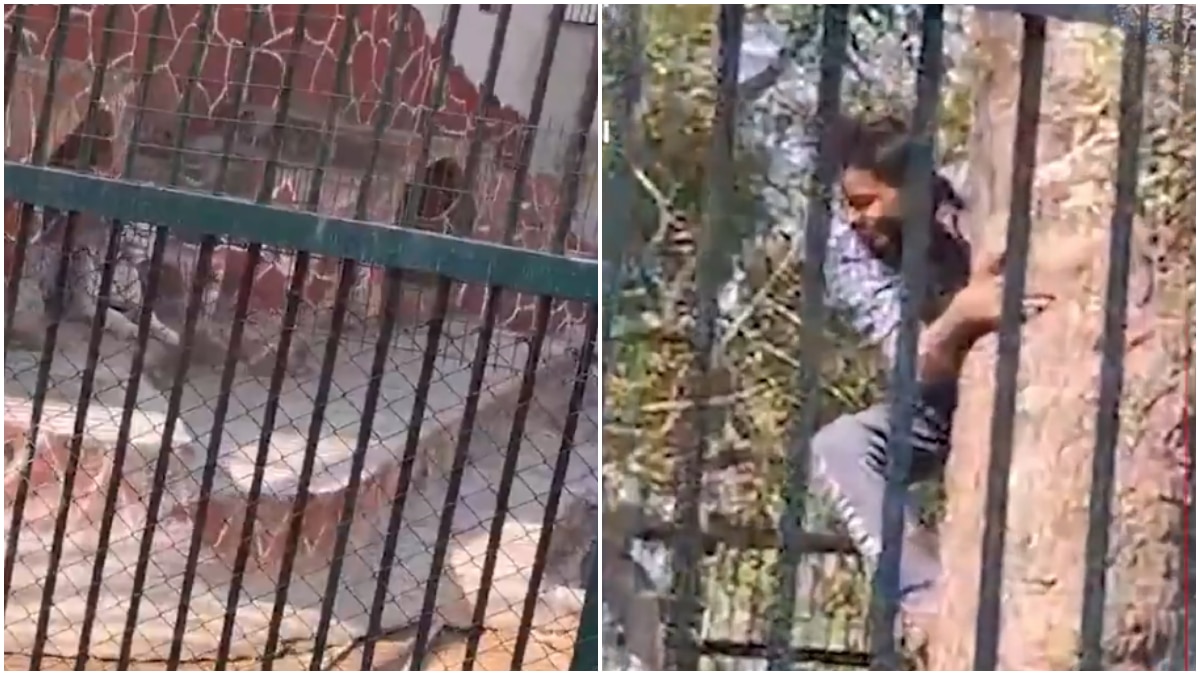 Man Enters Tiger’s Cage In Ahmedabad Zoo To Impress Girlfriend, Gets Arrested