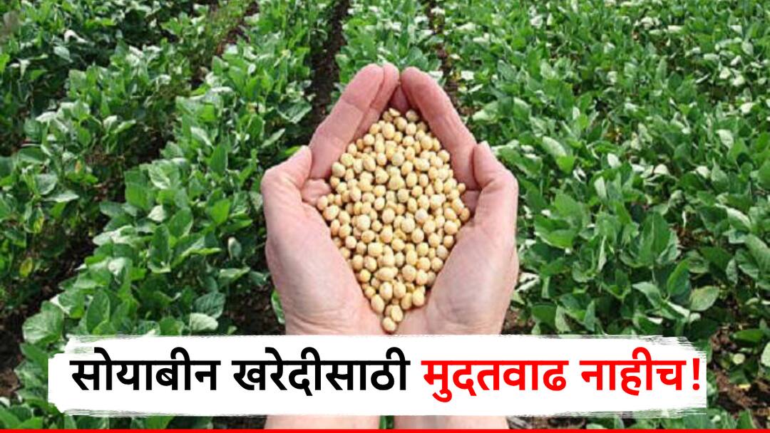 सोयाबीन खरेदीसाठी केंद्र शासनाकडून नव्याने मुदतवाढ नाही, पणन विभागाचे स्पष्टीकरण soybean procurement date not extended clarification given by state government know detail information in marathi सोयाबीन खरेदीसाठी केंद्र शासनाकडून नव्याने मुदतवाढ नाही, पणन विभागाचे स्पष्टीकरण