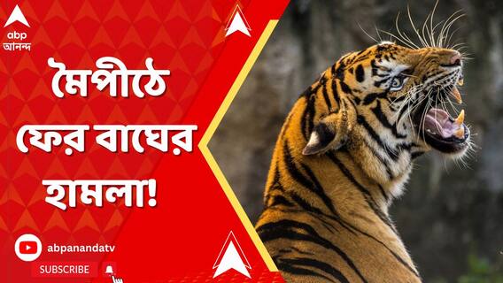 Bengal Tiger Attacks: মৈপীঠে ফের বাঘের হামলা! গুরুতর জখম হন বন দফতরের ওই কর্মী | ABP Ananda Live