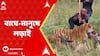 Tiger Attacks: বাঘের মুখে বনকর্মী। বাঘে-মানুষে দীর্ঘক্ষণ চলে লড়াই, গুরুতর জখম বন দফতরের ওই কর্মী