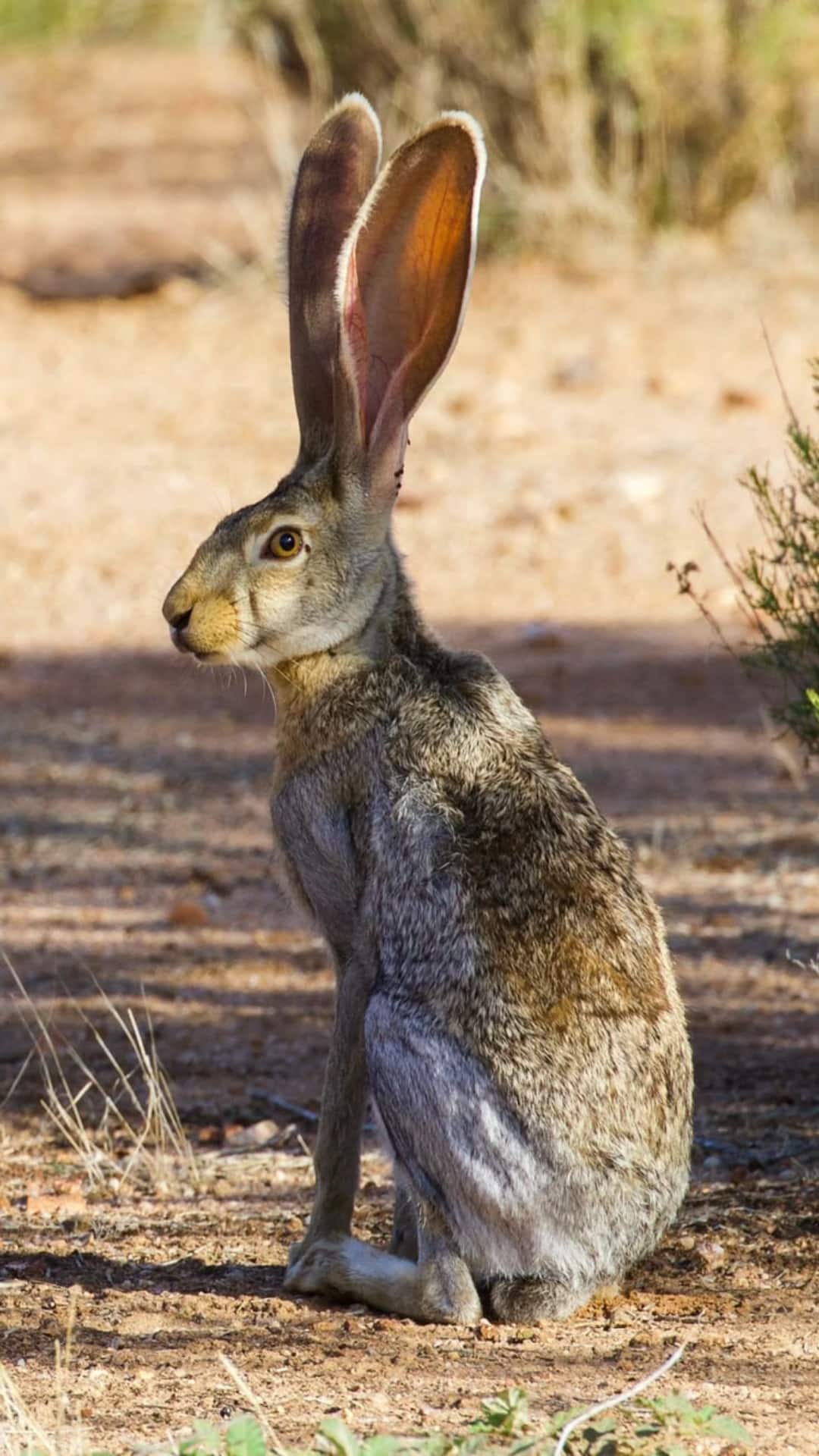 Discover Animals That Start With The Letter 'J'