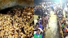 1,600 கிலோ ஆடு,பன்றி கறி விருந்தில் 7,000 பேர்: நாமக்கல் போதமலை கருப்பனார் கோயில் விழா படங்கள்