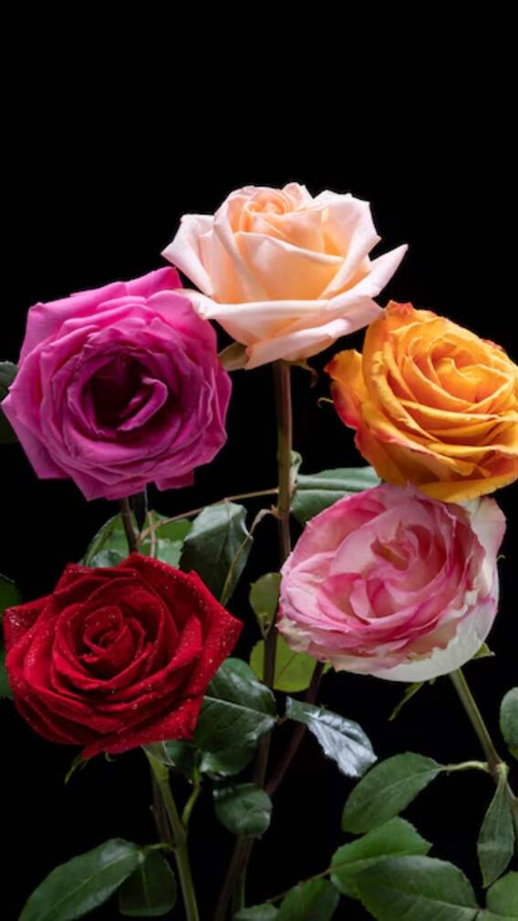 घर में कैसे उगा सकते हैं गुलाब?