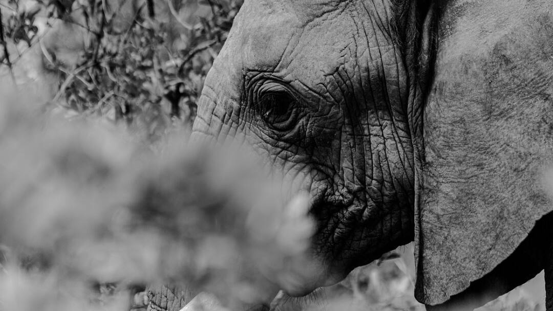 Kerala Witnesses Two Fatal Elephant Attacks In 24 Hours; Wayanad Man Killed On Day Of MP’s Visit Kerala Witnesses Two Fatal Elephant Attacks In 24 Hours Wayanad Man Killed On Day Of MP Priyanka Visit Kerala Witnesses Two Fatal Elephant Attacks In 24 Hours; Wayanad Man Killed On Day Of MP’s Visit