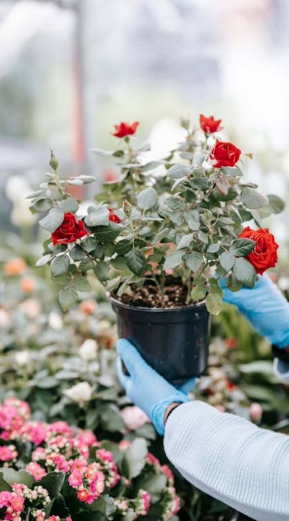 गुलाब के पौधे को हरा भरा बनाने के लिए क्या करना चाहिए?