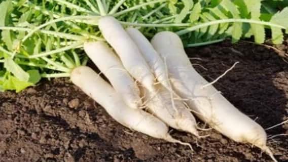 ਮੂਲੀ ਸਿਹਤ ਲਈ ਲਾਭਕਾਰੀ ਪਰ ਕੁਝ ਲੋਕਾਂ ਲਈ ਖ਼ਤਰਨਾਕ, ਜਾਣੋ ਕਿਹੜੇ ਲੋਕਾਂ ਲਈ ਨੁਕਸਾਨਦਾਇਕ