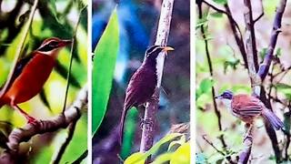 ‘என்ன அழகு எத்தனை அழகு...’ பெரியாறு புலிகள் காப்பகத்தில் புதிய வகை பறவை இனங்கள் கண்டுபிடிப்பு