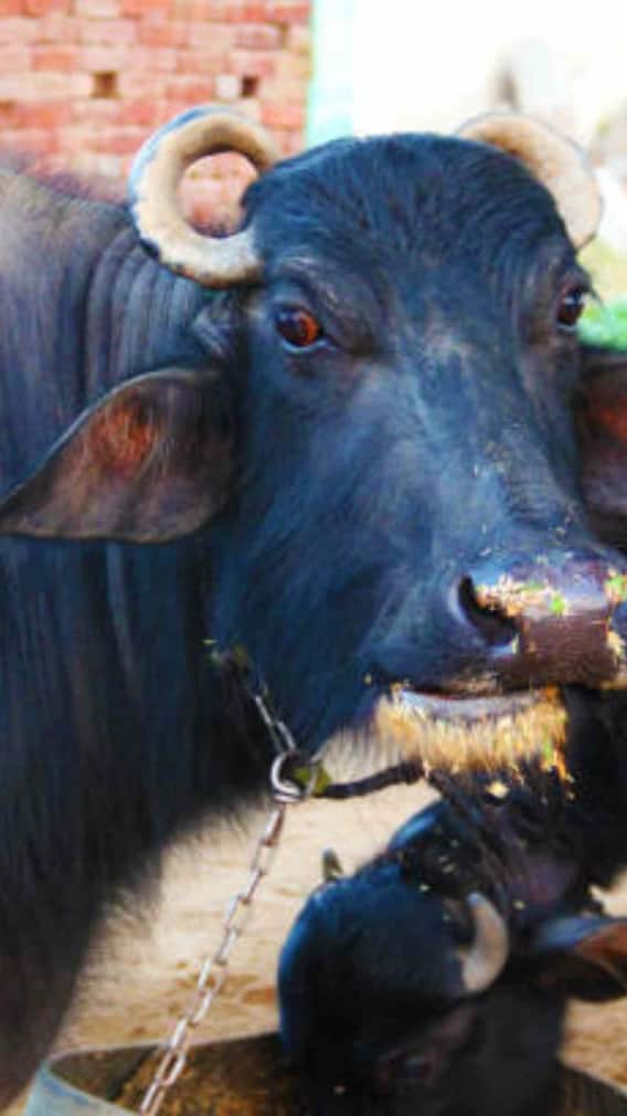 भैंस की सबसे अच्छी नस्ल कौन सी है?