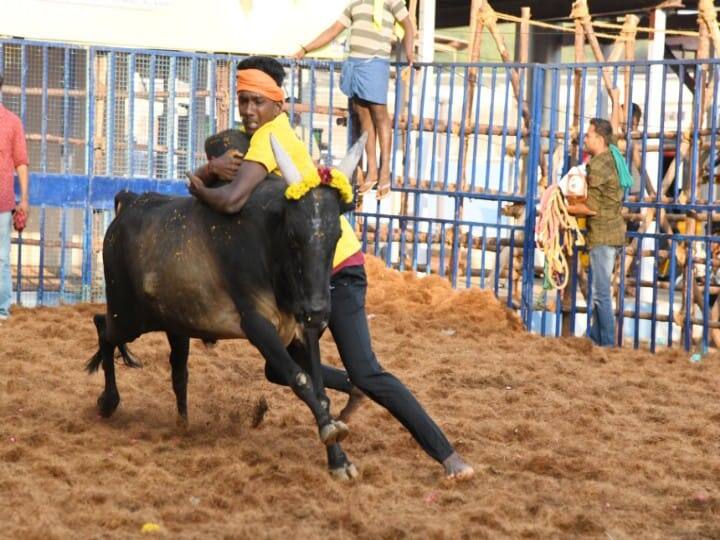 மதுரை கிழக்கு தொகுதிக்குட்பட்ட 1000 காளைகள், 500 வீரர்கள் பங்கேற்கின்றனர்.