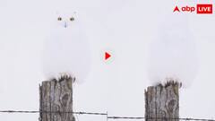 उल्लू है या मिस्टर इंडिया? सिर घुमाते ही गायब हो जाते हैं ये पक्षी, कुदरत का निजाम देख हैरान रह जाएंगे आप