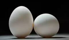 વધારે પ્રમાણમાં ઈંડા ખાવાથી શું થાય, જાણો રોજ કેટલા ખાવા