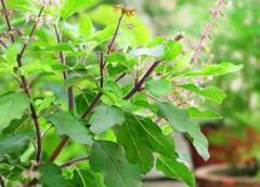 સવારે ખાલી પેટ કરો તુલસીના પાનનું સેવન, થશે આ લાભ