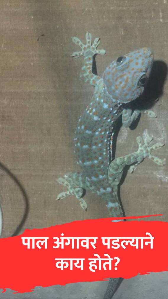 पालीचं अंगावर पडणं शुभ की अशुभ?