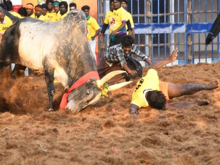 மதுரை கிழக்கு தொகுதிக்கு உட்பட்ட, கிழக்கு தெற்கு , கிழக்கு வடக்கு மற்றும் வண்டியூர் பகுதி காளைகள் இன்று பங்கேற்கின்றன.