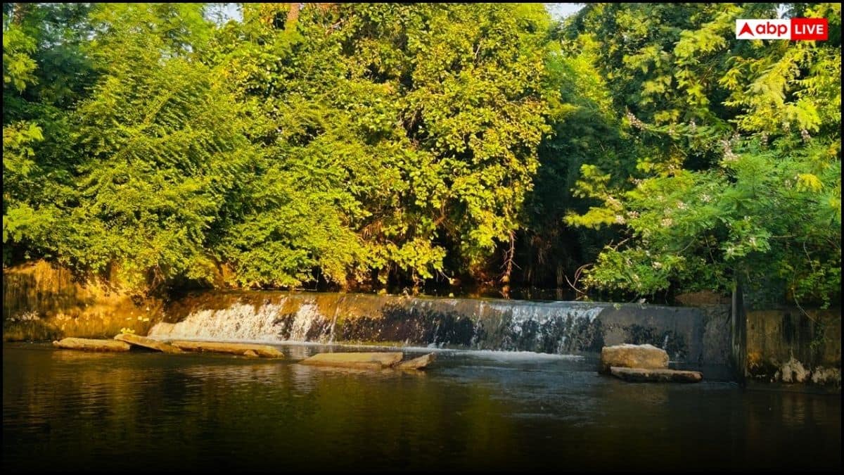 कांटों को चुनकर 'जल सहेलियों' ने दिखाया हरियाली का रास्ता, 25 साल से नहीं होने दिया एक भी बोरिंग