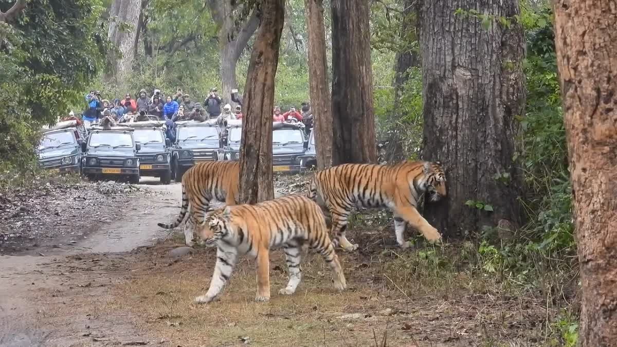 बाघों के शिकार को लेकर WCCB का बड़ा अलर्ट, कॉर्बेट टाइगर रिजर्व में बढ़ी चौकसी