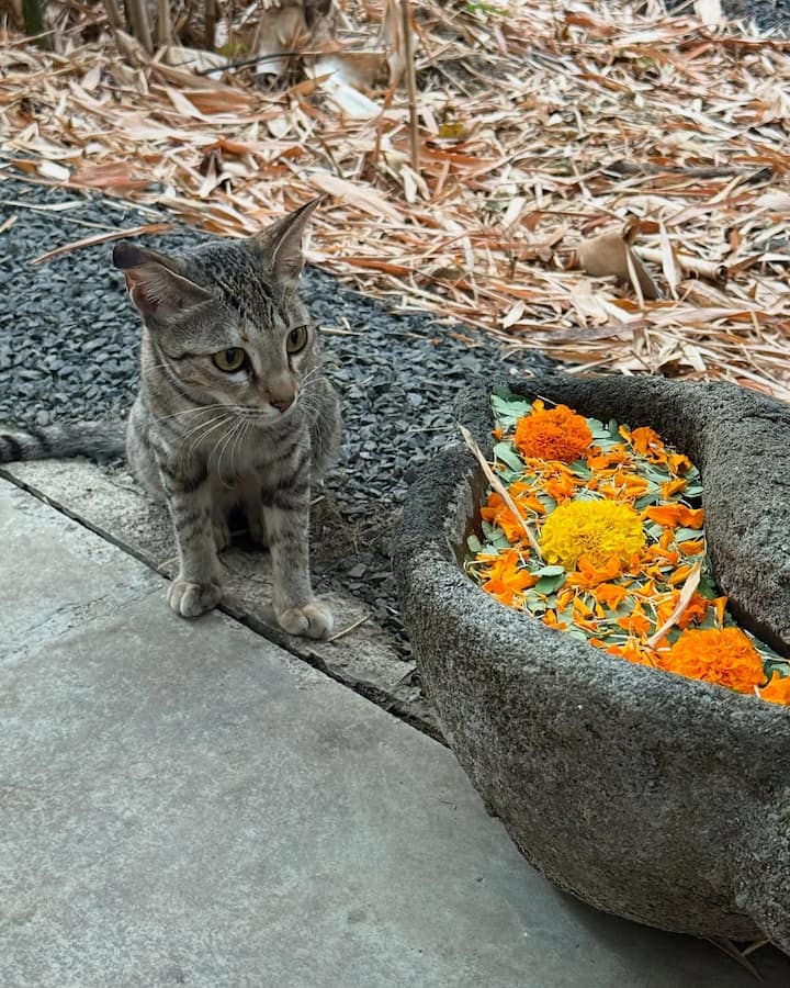 Maitreyi was last seen in the fourth and final season of Never Have I Ever, which is currently streaming on Netflix. (All Image: Maitreyi Ramakrishnan/Instagram.)