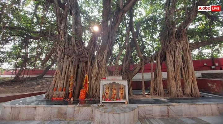 संगम स्नान के बाद अक्षयवट वृक्ष के दर्शन-पूजन भी जरूर करें. प्रयाग में स्नान के बाद जब तक अक्षयवट के दर्शन-पूजन नहीं किए जाते, तब तक इसका लाभ नहीं मिलता. भगवान राम ने भी गंगा नदी को पार करने से पहले अक्षयवट की पूजा की थी.