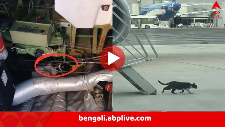 Viral Video shows cat hijacking Rome to Germany Flight for two days then exiting doing catwalks like that on runways Cat Hijacks Plane: উড়ানের ঠিক আগে বিমান হাইজ্য়াক, দু’দিন ধরে নাকানিচোবানি, শেষে ক্যাটওয়াক করে প্রস্থান বিড়ালের, ভিডিও ভাইরাল