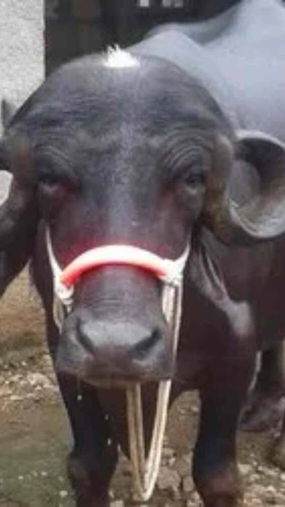 जाफरी भैंस की कीमत क्या है?