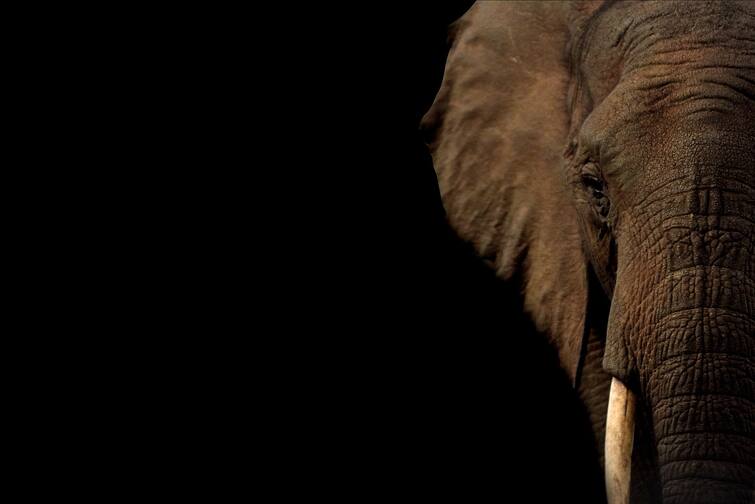 27-Year-Old Tribal Man Trampled To Death By Wild Elephant In Wayanad, 3rd Fatality In 3 Days