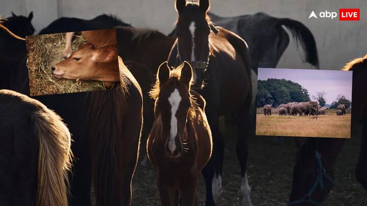 लेकिन क्या आपके दिमाग में कभी ये आता है कि आखिर इंसान ब्रश के जरिए अपने दांतों को साफ करते हैं फिर जानवर कैसे खुद को साफ करते हैं.