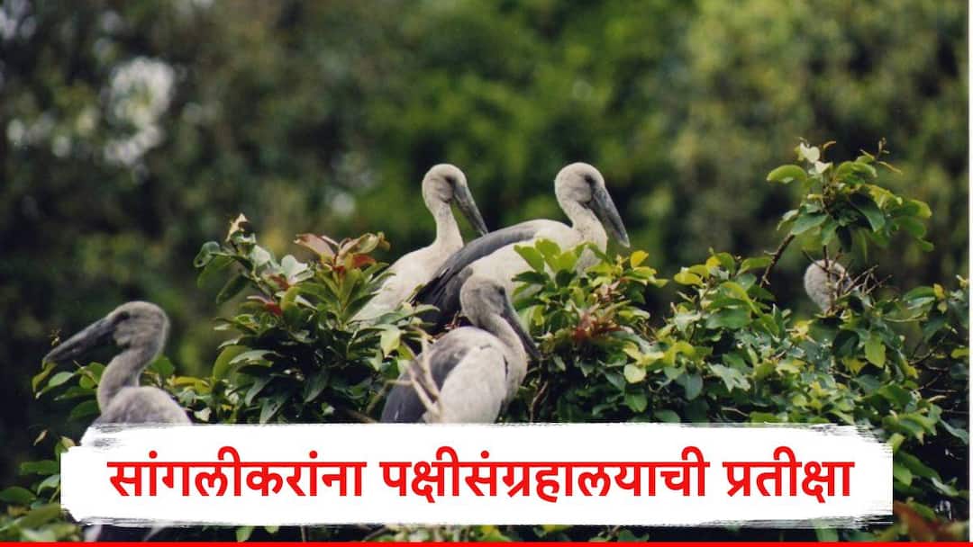 सांगलीकरांना पक्षीसंग्रहालयाची प्रतीक्षा! पहिल्या टप्प्यातलं 60% काम होत आलं, उर्वरित कामासाठी किती कोटींचा निधी? Sanglikars Await Bird Museum 60% of Phase 1 Work Completed How Much Funding for the Remaining Work सांगलीकरांना पक्षीसंग्रहालयाची प्रतीक्षा! पहिल्या टप्प्यातलं 60% काम होत आलं, उर्वरित कामासाठी किती कोटींचा निधी?