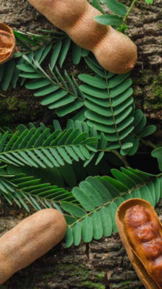 घर में ऐसे आसानी से उगा सकते हैं इमली