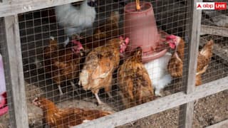 तेजी से बढ़ रहा बर्ड फ्लू का खतरा, जानें पोल्ट्री फार्म में काम करने वालों के लिए ये कितना खतरनाक