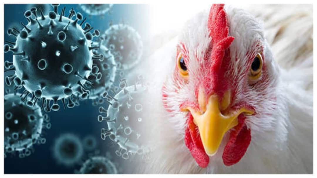 Andhra Pradesh bird flu spread has caused a huge increase celebrations cost Bird Flu In Andhra Pradesh: బర్డ్‌ఫ్లూతో పెరిగిన ఖర్చు- చికెన్ ప్లేస్‌లో మటన్‌, ఫిష్‌ చేరడంతో జనం గగ్గోలు