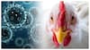 Bird Flu In Andhra Pradesh: బర్డ్ఫ్లూతో పెరిగిన ఖర్చు- చికెన్ ప్లేస్లో మటన్, ఫిష్ చేరడంతో జనం గగ్గోలు