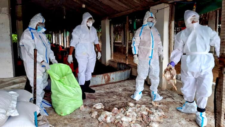 Bird Flu Outbreak in Maharashtra, MP, Andhra, Telangana - Symptoms