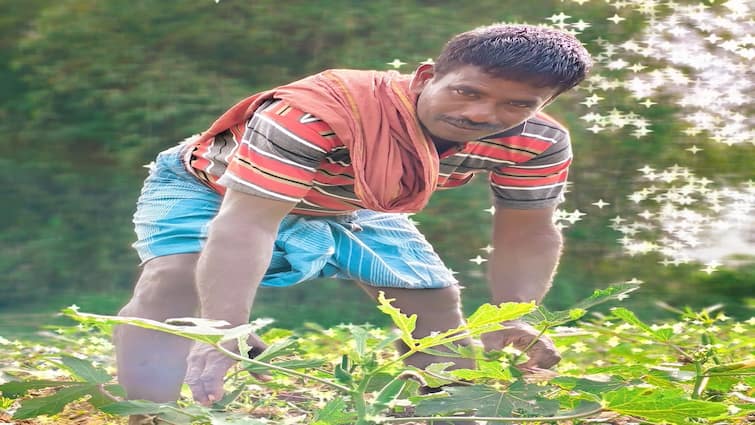 thanjavur farmer crop cultivation method types lady's finger explained  tnn மாற்றி யோசிச்சா... மகத்தான வசூல் எடுக்கலாம்: இளம் விவசாயியின் அசத்தல் சாகுபடி