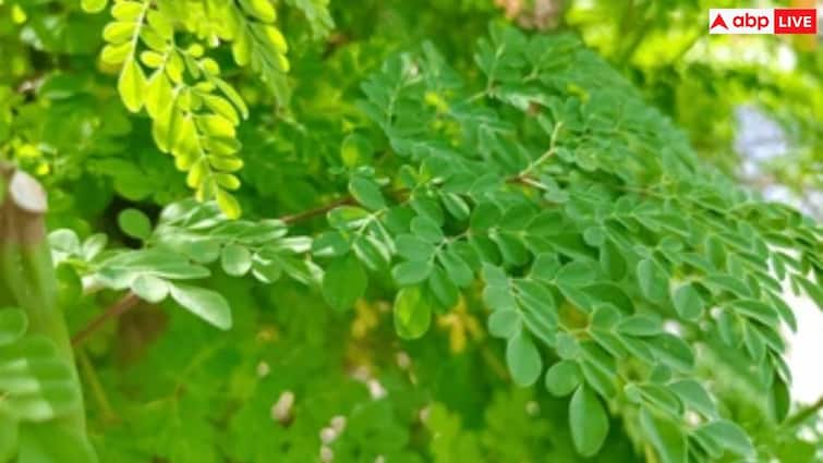 मोरिंगा एक प्राकृतिक सुपरफूड जो पुरुषों में 5 सामान्य स्वास्थ्य मुद्दों से निपटता है