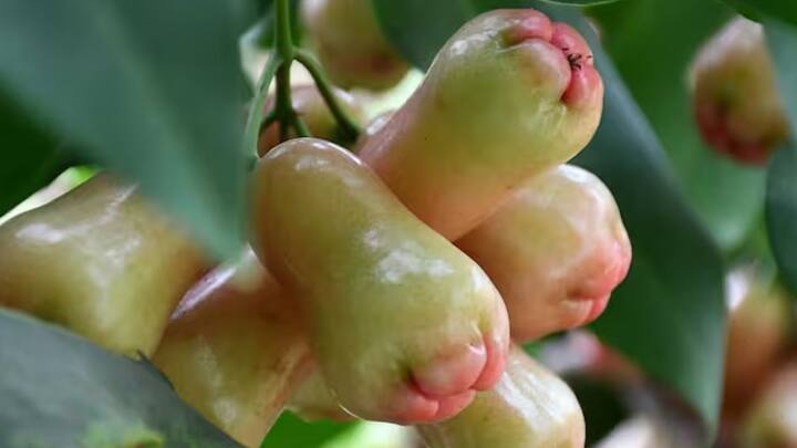 ঋতু পরিবর্তনের এই সময়টাইতেই যত সর্দিকাশি। শরীর খারাপ হয়। এই সময়টাই উপকারি ফল হিসেবে জুড়ি মেলা ভার জামরুলের।