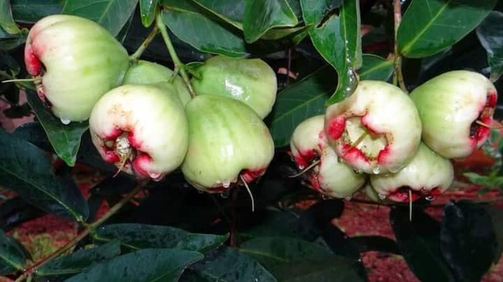 আমাদের অনেকেরই উচ্চতা অনুযায়ী অতিরিক্ত ওজনের জন্য শারীরিকভাবে ভুগতে হয়। তবে এখানেও মুশকিল আসান জামরুল ফল।