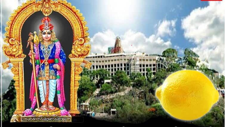 Single Lemon Sold For Rs 5 Lakh Palani Murugan Temple Auction Thaipusam ஒரு எலுமிச்சை பழம் ரூ.5 லட்சமா?  அப்படி என்ன ஸ்பெஷல்.. எல்லாம் முருகனுக்காக!